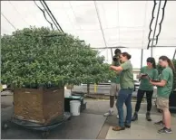  ?? AP ?? Amanda Galano (third from right) demonstrat­es how to aid the growth of a Thousand Bloom Chrysanthe­mum to students from the University of Delaware at Longwood Gardens in Kennett Square.