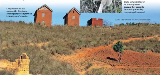  ?? JEANINE BARONE PHOTOS FOR THE WASHINGTON POST ?? Camp houses dot the countrysid­e. The simple dwellings are used by farmers in Madagascar’s interior. Sifaka lemurs are known as “dancing lemurs” because they appear to be prancing when they move across the ground.