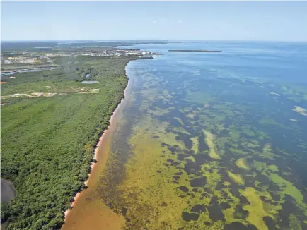  ?? PHOTOS BY MIKE LANG/USA TODAY NETWORK ?? The shoreline along Tampa Bay, just north of Port Manatee and Piney Point. The water being discharged in the bay has high levels of nutrients such as nitrogen and phosphorou­s that could lead to fish kills.