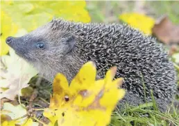  ?? BILD: dpa/Archiv ?? So ein kleines Igel-Junges, das nur 107 Gramm schwer ist, darf gefüttert werden. Igel sollten mindestens 500 Gramm wiegen, bevor sie in den Winterschl­af fallen.