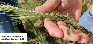  ?? REUTERS ?? SPRING WHEAT is inspected in central North Dakota on July 25.