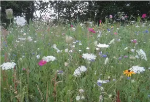  ?? MARKCULLEN.COM ?? A perennial meadow can take two or three years to mature and then become virtually maintenanc­e free.