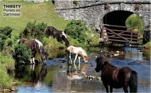  ?? ?? THIRSTY Ponies on Dartmoor