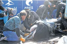  ?? TIM KROCHAK • SALTWIRE NETWORK ?? Researcher­s with Ocearch work with a 3.5-metre great white shark they named Ironbound in this file photo from 2019.