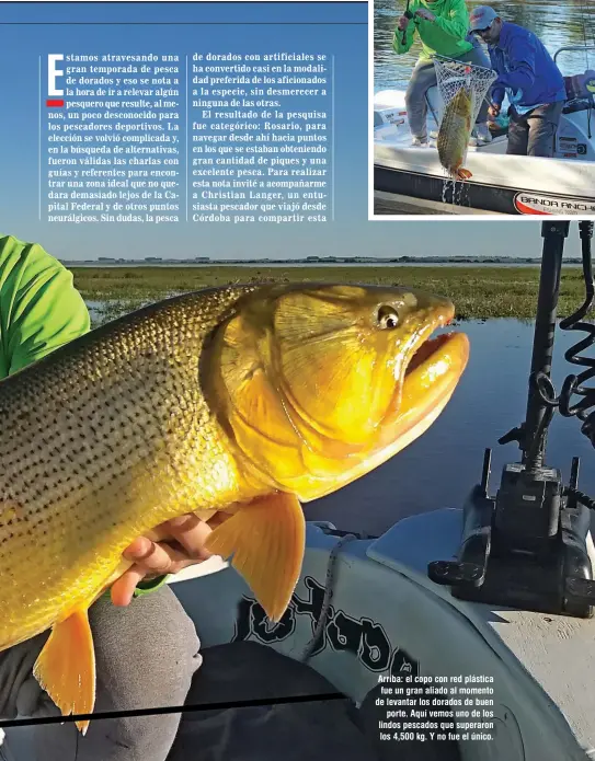  ??  ?? Arriba: el copo con red plástica fue un gran aliado al momento de levantar los dorados de buen porte. Aquí vemos uno de los lindos pescados que superaron los 4,500 kg. Y no fue el único.