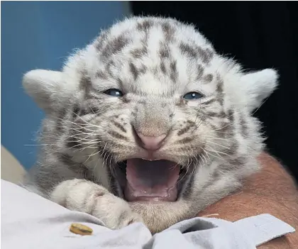  ?? Picture / AP ?? Donors have pledged a total of US$80 million to support the conservati­on of tigers and other wild cats whose survival is under threat. This Bengal white tiger cub, one of five born in April, is on show at the White Zoo in Kernhof, Austria.