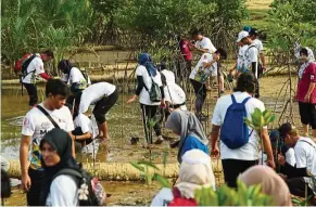  ??  ?? The programme comprised various activities, including mangrove tree planting.