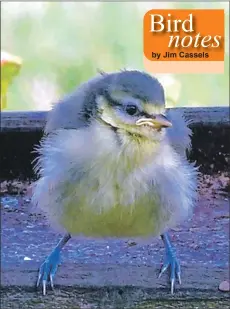  ?? Photos: Robert Lambie ?? A recently fledged young blue tit.