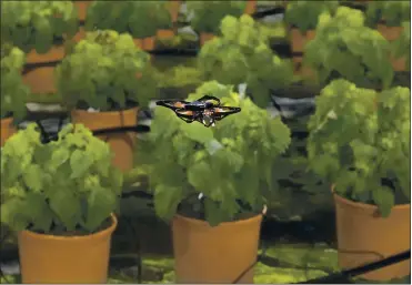  ?? MIKE CORDER — THE ASSOCIATED PRESS ?? A moth-killing drone hovers over crops in a greenhouse in Monster, Netherland­s. A Dutch startup is using drones to kill moths in midair as a way of protecting valuable crops that are damaged by caterpilla­rs.