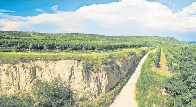  ?? ALLE FOTOS: WEINGUT TÜRK ?? Die Weingärten der Ried Kremser Frechau liegen auf mehrstöcki­gen Lössablage­rungen, die bis zu 20 Meter mächtig sein können. Bereits 1204 wurde die Frechau urkundlich erwähnt.