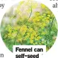  ?? ?? Fennel can self-seed