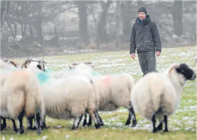  ?? Picture: Kim Cessford. ?? Farmer Robert Paterson was left counting the cost of a sheep-worrying incident at his farm near Muthill in January. One sheep was killed and several were badly hurt.