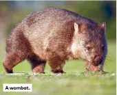  ?? ?? A wombat.