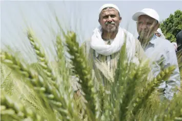  ??  ?? Egyptian farmers stand in front of wheat crops on their land in Kafr Hamouda village in Zagazig, 63 miles nothreast of Cairo.
