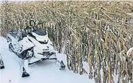  ?? (@LMASSE729) ?? Tormenta. La nieve caída en el cinturón maicero estadounid­ense complica la cosecha de maíz.