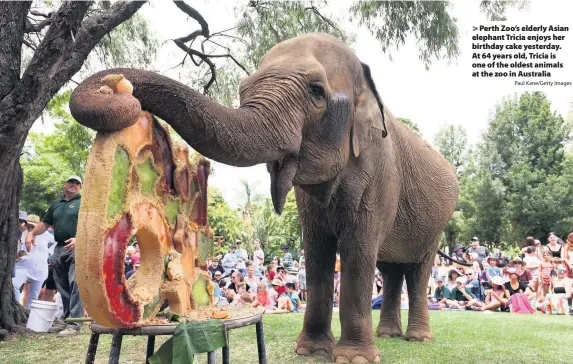  ?? Paul Kane/Getty Images ?? Perth Zoo’s elderly Asian elephant Tricia enjoys her birthday cake yesterday. At 64 years old, Tricia is one of the oldest animals at the zoo in Australia