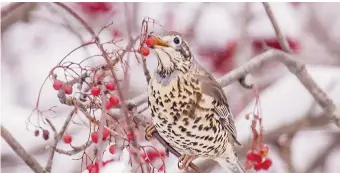  ??  ?? Une grive draine aperçue à Miramichi. - Gracieuset­é: Peter Gadd