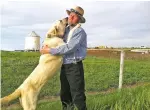  ?? JULIE YOUNG U.S. DEPARTMENT OF AGRICULTUR­E VIA AP ?? A Kangal dog in 2013 greets Ben Hofer of the Hutterite Rockport Colony near Pendroy, Mont. The breed was imported to the U.S. to be tested in guarding against wolves.