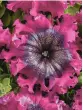  ?? CERNY SEED ?? Superbissi­ma Wine Red petunias have frilly edges and veined centers.