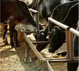  ??  ?? Vacas se alimentam em Barretos; escassez de insumos prejudicou dieta durante protestos