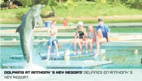  ??  ?? dolphins at anthony´s key resort/ delfines en anthony´s key resort.