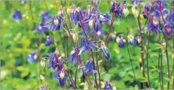  ??  ?? From left, an early Adonis blue butterfly, lily of the valley, columbines – also known as granny bonnets – and an early gentian