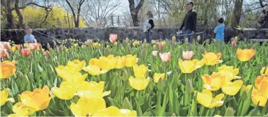  ?? MILWAUKEE JOURNAL SENTINEL ?? Boerner Botanical Gardens in Hales Corners are now open for the season. Upcoming events include a class on creating bouquets, a craft fair and a tulip-themed garden walk.