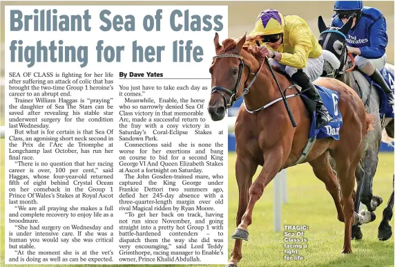  ??  ?? TRAGIC: Sea Of Class is facing a fight for life