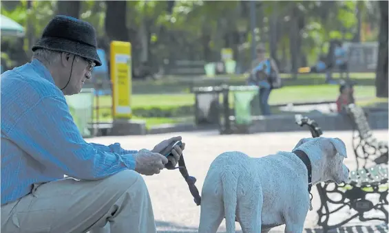  ?? SILVANA BOEMO ?? Compañeros. Los perros y gatos, que encabezan el ránking de mascotas porteñas, son ya como parte de la familia, explican expertos.