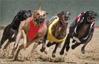  ??  ?? Horse racing returns on June 8, while, so far, greyhound racing will not return until June 29.