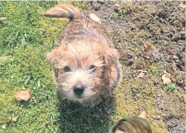  ??  ?? ADORABLE: Fiona’s new puppy Benbecula.