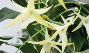  ?? — Kew Gardens ?? Darwin’s Orchid – the Angraecum sesquipeda­le, with its long flower stalk.