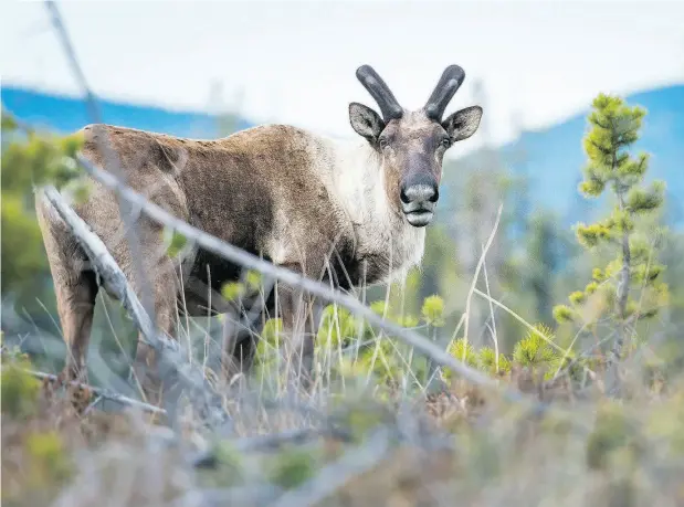  ?? GETTY IMAGES / ISTOCKPHOT­O ?? Species such as the threatened woodland caribou that live alongside the oilsands industry in northern Alberta.