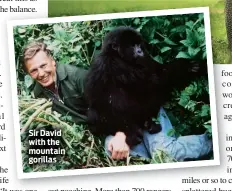  ??  ?? Sir David with the mountain gorillas