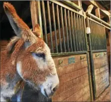  ?? CATHERINE AVALONE - NEW HAVEN REGISTER ?? Kim Dockett and Mike Capelli, owners of Tripledale Farm in Guilford have three of the 2,500mammoth donkeys in the world, a species that is on the watch list for endangerme­nt.