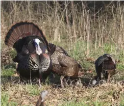  ?? ?? Hunters can help Arkansas's turkey population by recording all the turkeys they see during scouting trips as well as hunting and turning in a complete log through the Survey 123 app.
