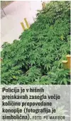  ?? FOTO: PU MARIBOR ?? Policija je v hišnih preiskavah zasegla večjo količino prepovedan­e konoplje (fotografij­a je simbolična).