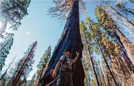  ?? Kyle Grillot/Special to the Chronicle ?? Dr. Christy Brigham, chief of resource management and science at Sequoia and Kings Canyon national parks, speaks in July about the different types of burns that sequoia trees experience.