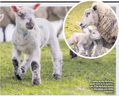  ?? KEVIN SCOTT ?? Lambs on the Mcauley family farm in Co Antrim. Left, Ellie Mcauley tends
to the sheep and cattle