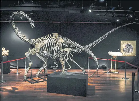  ?? AFP ?? The skeletons of two Jurassic age (161-145 million years) dinosaurs, a diplodocus (back) and an allosaurus (front) are displayed at Binoche et Giquello auction house in Paris.