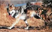  ?? Jim Clark / Associated Press ?? While the population of Mexican gray wolves in the U.S. rose for the sixth straight year, higher than average pup mortality tempered rate of growth.