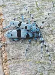  ?? FOTO: LYDIA NITTEL ?? Der Alpenbock benötigt abgestorbe­ne Bäume, um sich wohl zu fühlen. Das findet der große Käfer nur in den lichten Buchenwäld­ern der Kalkalpen und deren Vorland sowie auf der Schwäbisch­en Alb vor.