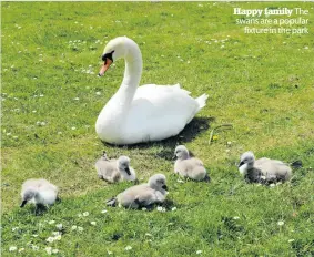  ??  ?? Happy family The swans are a popular
fixture in the park