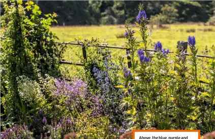  ??  ?? Above, the blue, purple and white border is packed with dainty lilac thalictrum, metallic eryngium and stately aconitum. Below, Fran has squeezed as many plants as possible into her borders