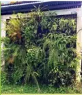 ?? ?? Mur végétal : la conception/ réalisatio­n de murs et de toitures végétalisé­s s’appuie sur un système innovant développé en local et breveté à l’internatio­nal par la société réunionnai­se Dharmatech-Aquakarma.