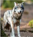  ?? Symbolfoto: Heinl, dpa ?? Auch im Landkreis Aichach-Friedberg wurde jüngst mutmaßlich ein Wolf gesichtet.