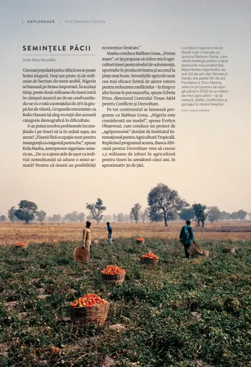  ?? FOTO: JASON ANDREW ?? Lucrătorii nigerieni recoltează roșii crescute cu ajutorul Babban Gona, care oferă strategii pentru a face terenurile mai productive. Majoritate­a nigerienil­or au sub 24 de ani, dar fermierul mediu are peste 50 de ani. Fondatorul, Kola Masha, vrea ca...