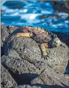  ??  ?? Un iguane marin aux Galapagos.