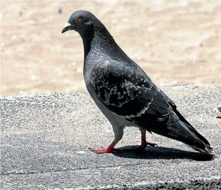  ?? FAIRFAX NZ ?? Rock pigeons were introduced to New Zealand and are most commonly found in urban areas.