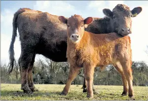  ?? Picture: SOFIA BOUZIDI/ CATERS ?? Harriet with calf Petal. Her owners thought the cow was just fat, not pregnant